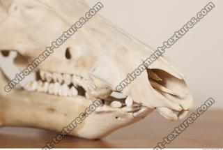 photo reference of skull 0037